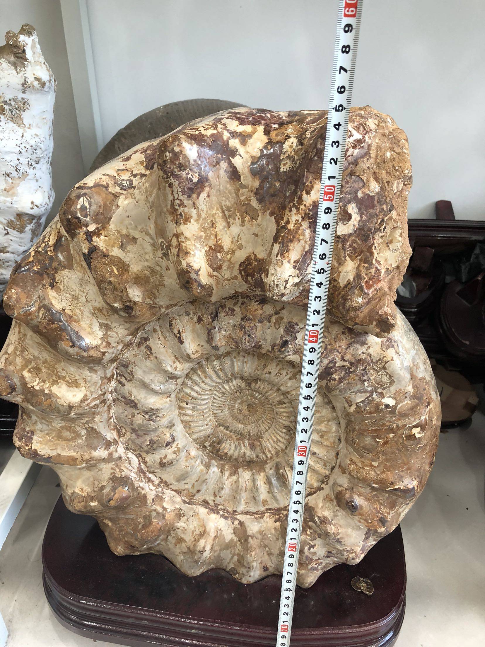 化石古生物标本白羊角羊角菊石摆件镇礼物发财摆件摆件