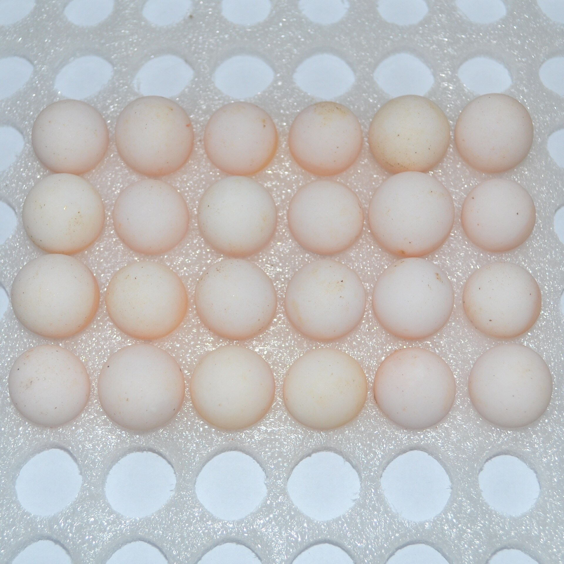 外塘养殖中华苗水鱼团鱼王王八小甲鱼苗龙鱼龟