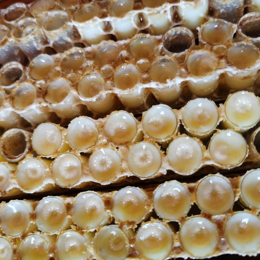 蜂王胎冻干粉片蜂蛹天然正品蜂皇胎蜂王幼虫卵巢女性纯冻干粉