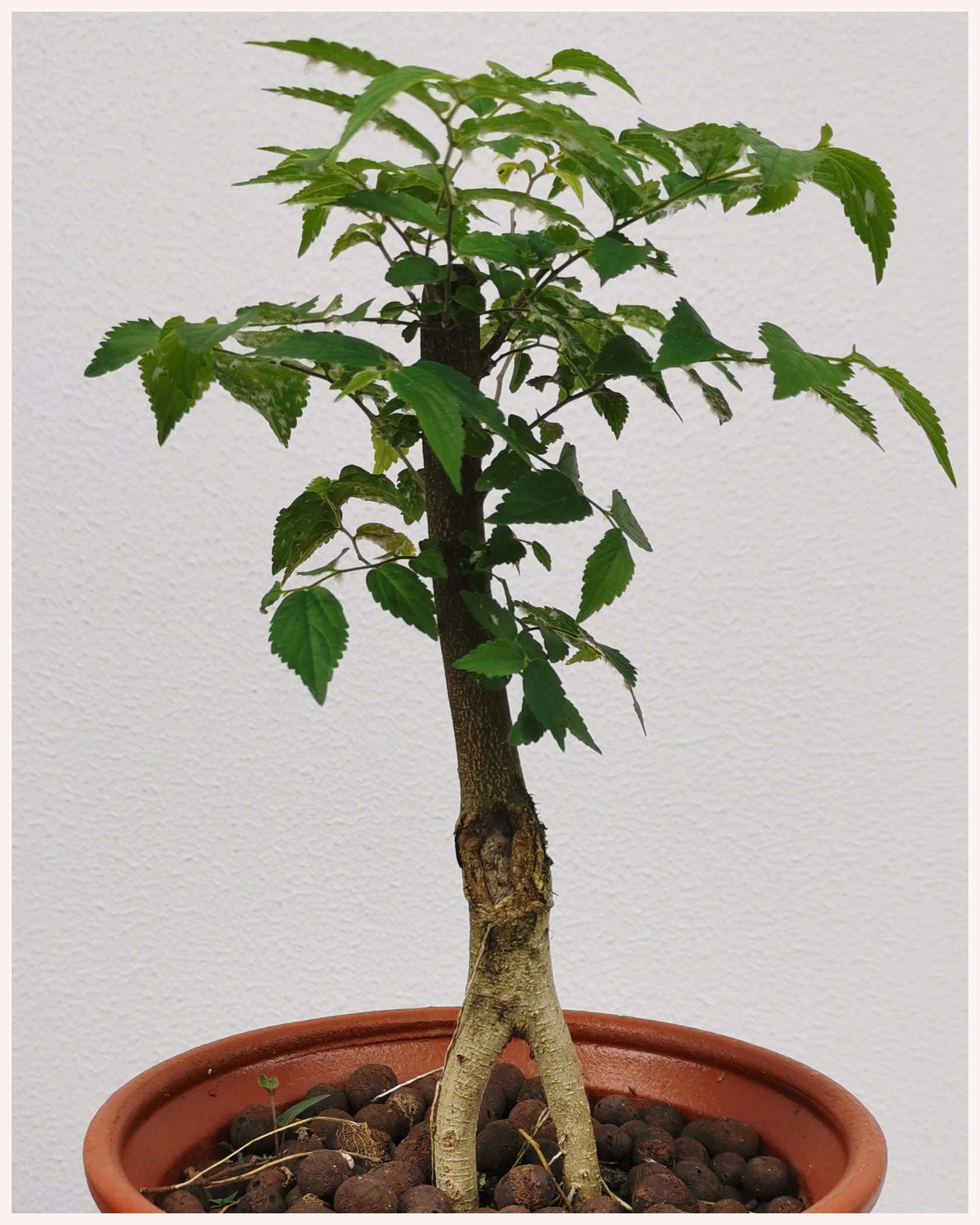 朴树羊奶四季植物庭院叶观果果熟桩榆树秃子胡秃子大型绿植