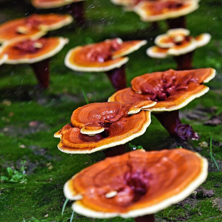 四月april赤灵灵芝纯露仙风十足不老仙草提亮纯露