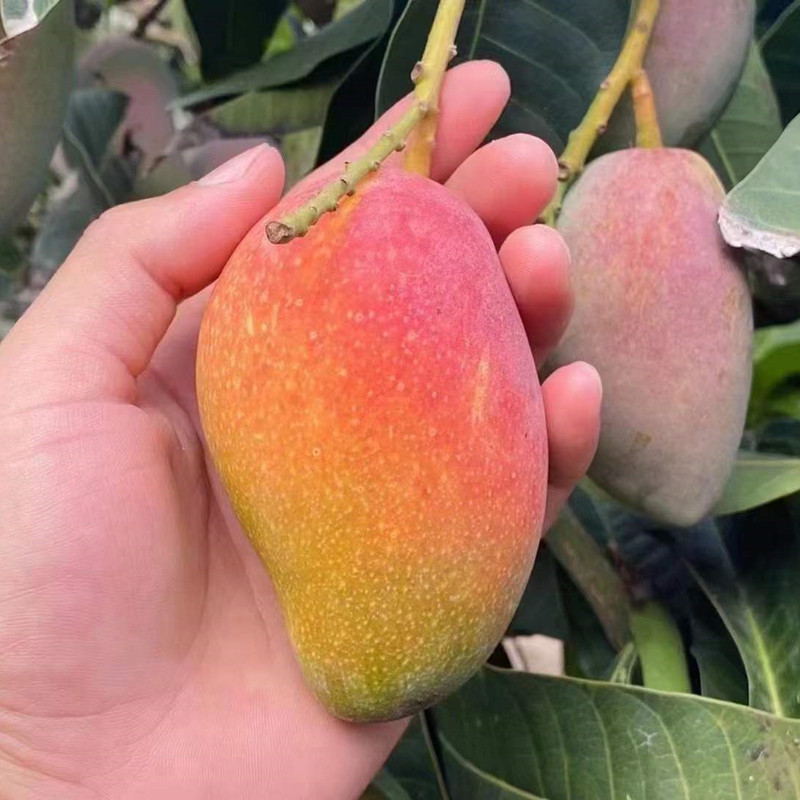树上贵妃海南三亚新鲜红金龙芒果当季热带水果金煌芒果