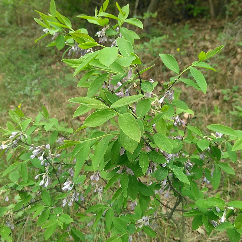 新鲜野生黄大戟蜀桑芫花根头痛花树根闷头花金腰带铁牛皮干芫花