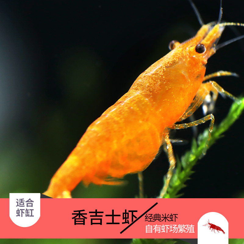 观赏热带淡水藻虾香吉士虾草缸鱼缸清洁宠物工具虾