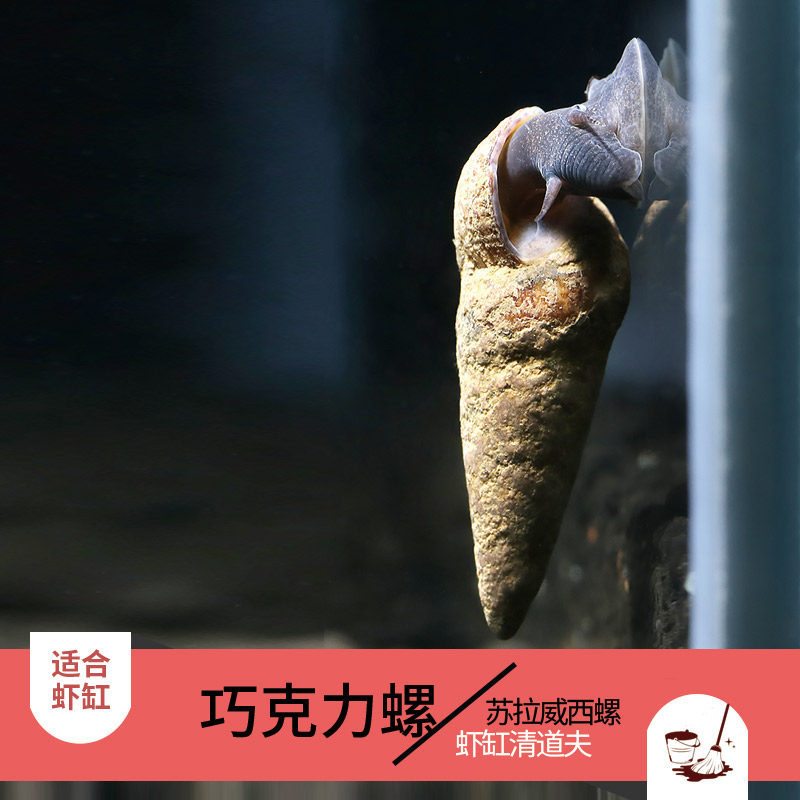 优鱼水族活体螺苏拉威西巧克力螺清洁螺草缸虾缸清道夫胎生苏螺