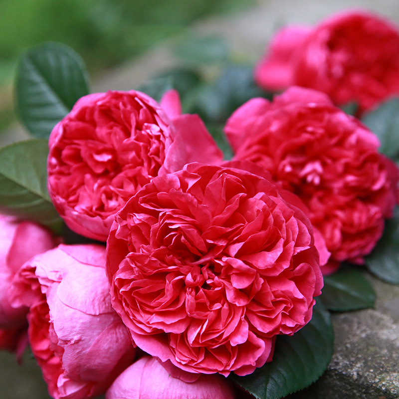 月季天狼蔻丹自育玫瑰多季开张直立立型灌木月季