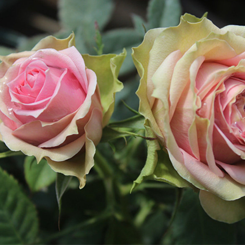 月季天狼新星多季微型淡香优雅露台阳台盆栽花卉