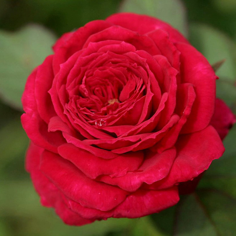 月季天狼蒙特卡洛成品品美植袋勤开微型庭院露台花卉