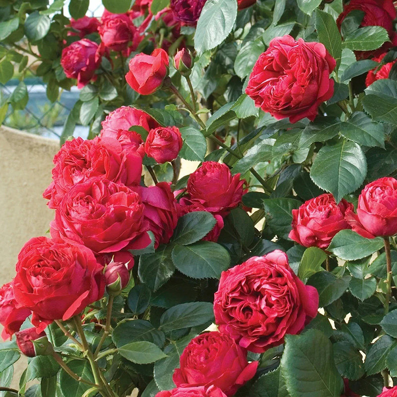 红色月季天狼龙沙宝石伊甸园玫瑰藤本月季月季