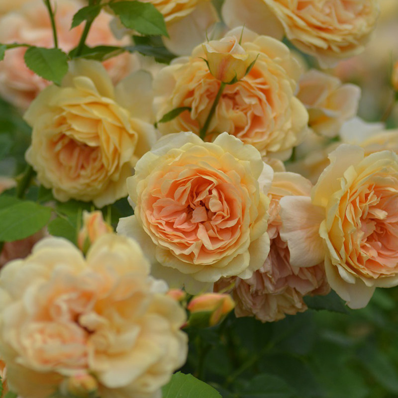 天狼月季金缎25升盆栽灌木日月多季庭院露台月季