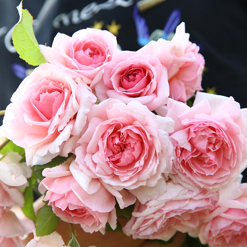 月季天狼威基伍德玫瑰多季勤花可藤可灌粉色月季