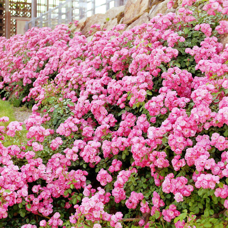 月季天狼安吉拉玫瑰多季粉色灌木可做月季