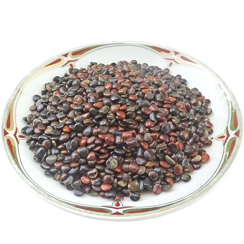 枳椇中药材正品天然纯新新货棋子枳具枳苴500克其他药食同源食品