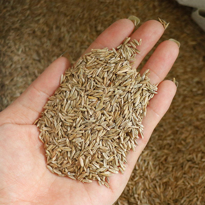 草籽草坪种子护坡绿化牙根进口高羊茅黑麦黑麦草家庭园艺种子