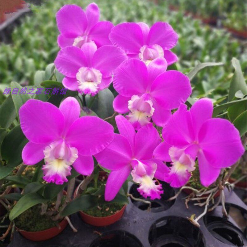 兰花洋兰卡特兰绿精灵花苞蝴蝶兰君子兰文心兰梦香兰时令草本花卉