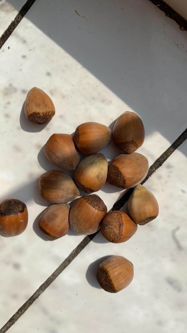 野生榛子东北特产2021新货铁岭开原大个毛榛子榛子