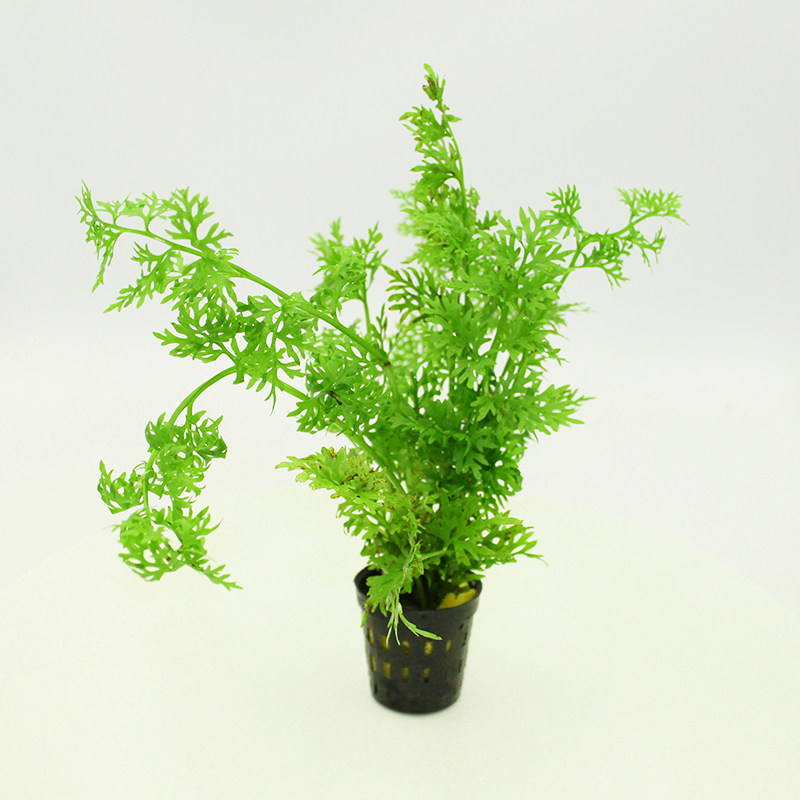 鱼缸造景水草小水芹活体中后景绿色水草水下叶新手懒人好养植物
