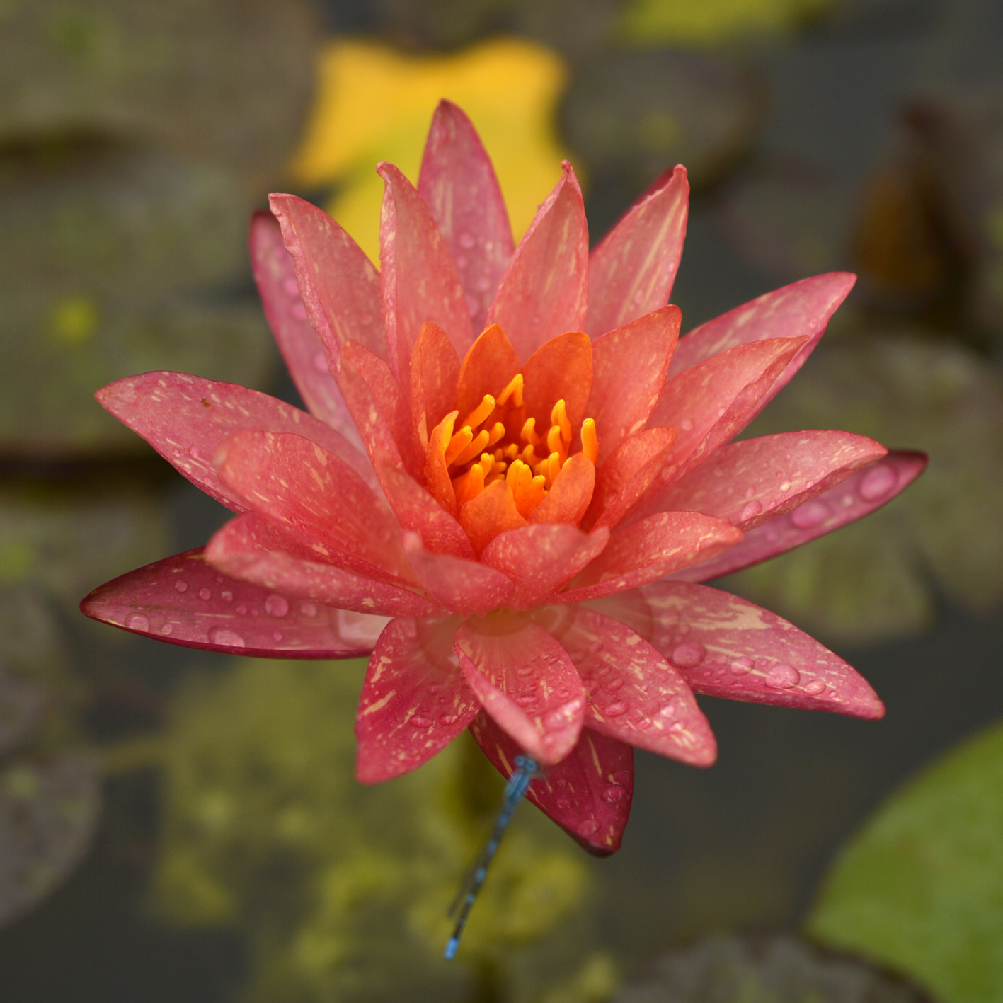 万维莎 耐寒睡莲 国际睡莲冠军 花色多变 几率双色花 根块带花苞