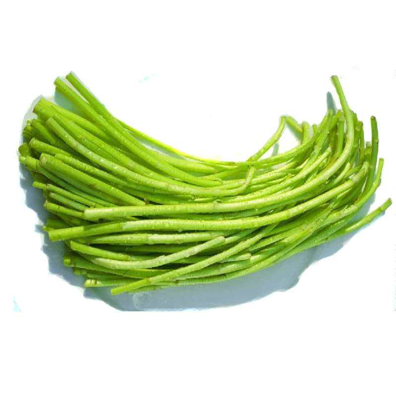 藜蒿苗 芦蒿苗 根苗100棵 种苗 芦蒿根茎 苗根驴蒿  非种子包活