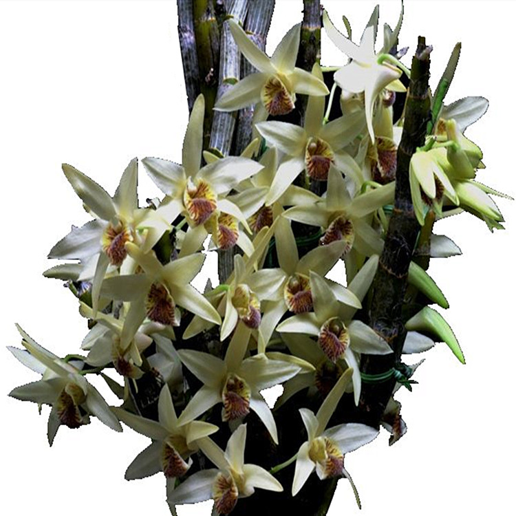 尖刀石斛印度纯正品种浓香香型吊兰垂吊悬挂时令草本花卉