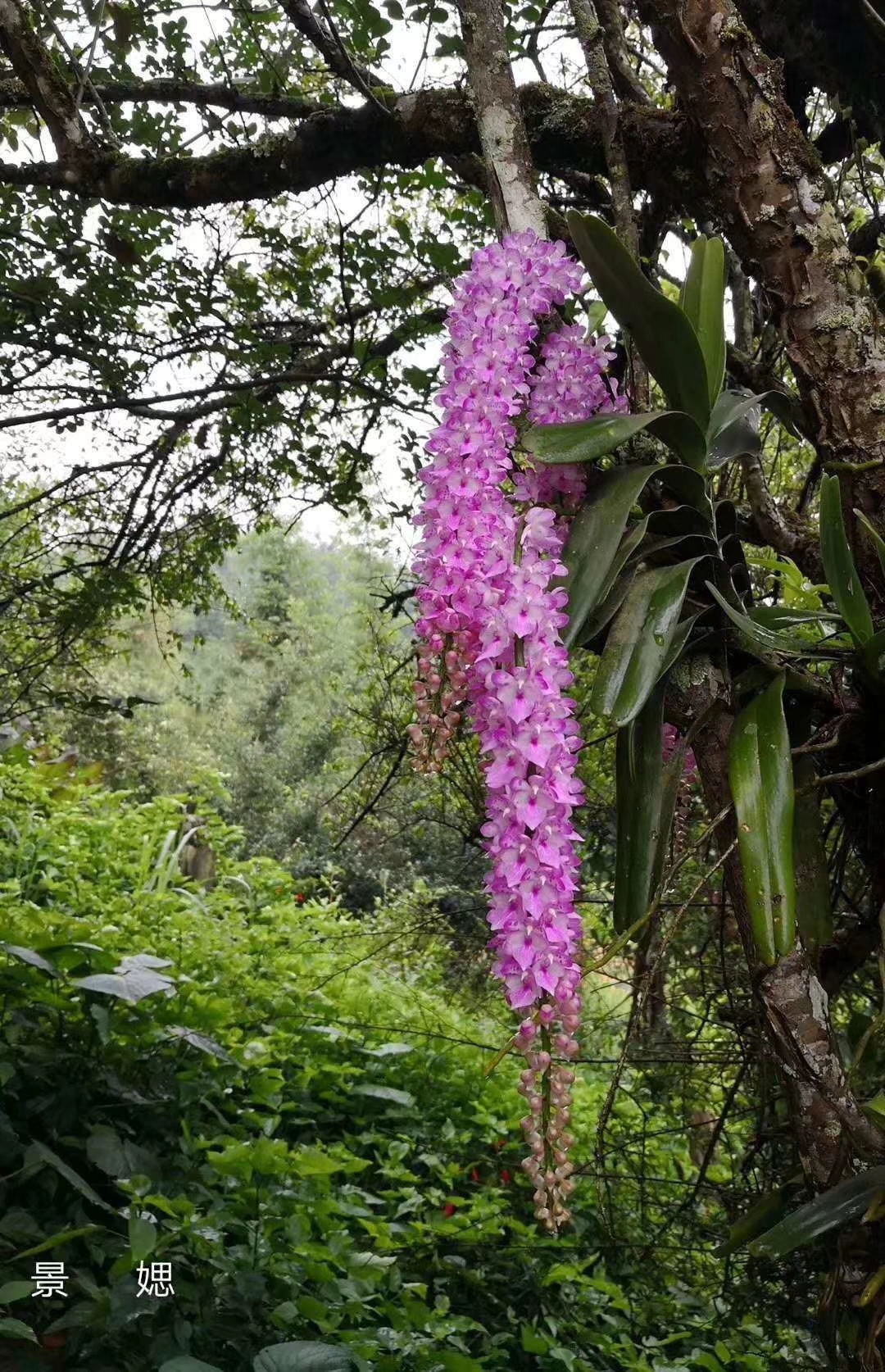 狐尾兰苗云南兰花庭院吊兰盆栽美化办公办公室时令草本花卉