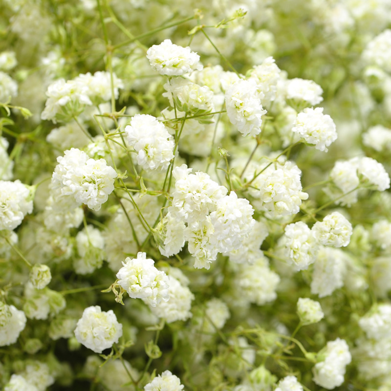 超大束白色满天星干花花束鲜花新鲜真花家居摆设客厅装饰diy插花