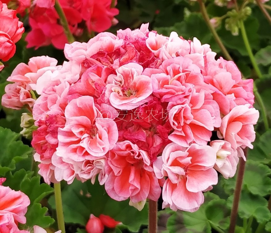 湖泊直立天竺葵盆栽重瓣阳台庭院四季开大花苗卉包邮新品实拍对版