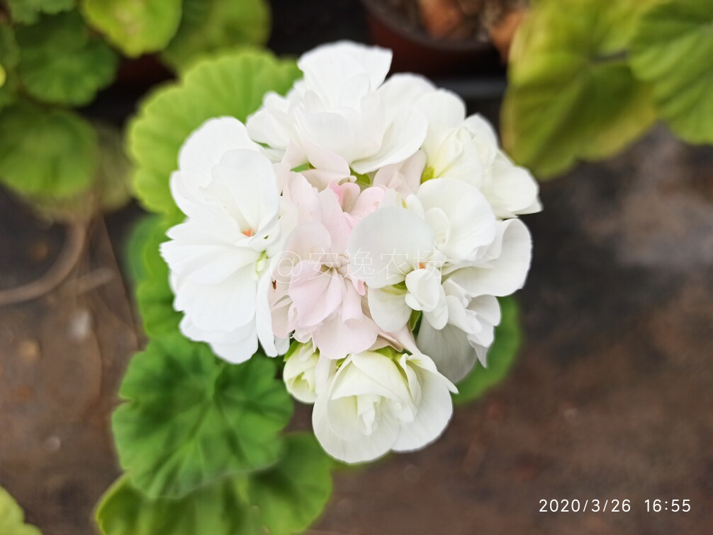 晨曲直立天竺葵盆栽重瓣阳台庭院四季开大花苗卉包邮新品实拍对版