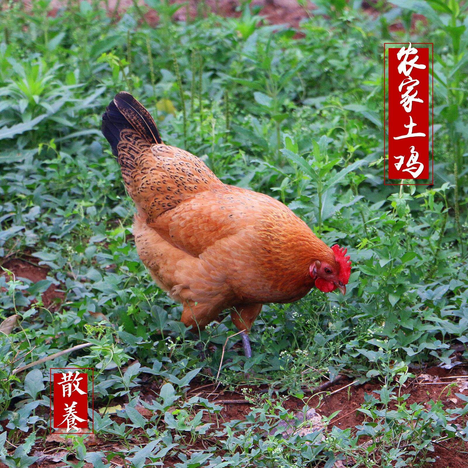 正宗农家散养土鸡3年老母鸡放养新鲜笨鸡农家自养草鸡柴鸡老鸡