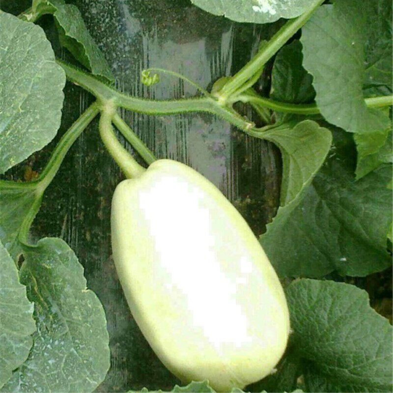 弥河山东顺丰五斤新鲜脆甜潍坊瓜现火银银瓜其它