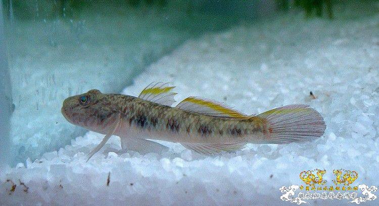 虾虎虎鱼子陵吻波氏吻淡水观赏鱼原生冷水鱼极乐鱼