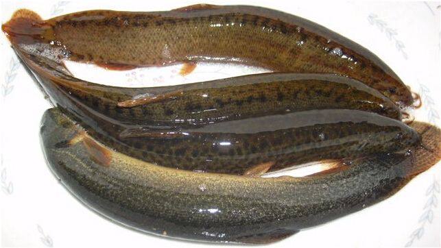 泥鳅野生纯正微山湖活体鱼现鲜活鳅黄新鲜其它