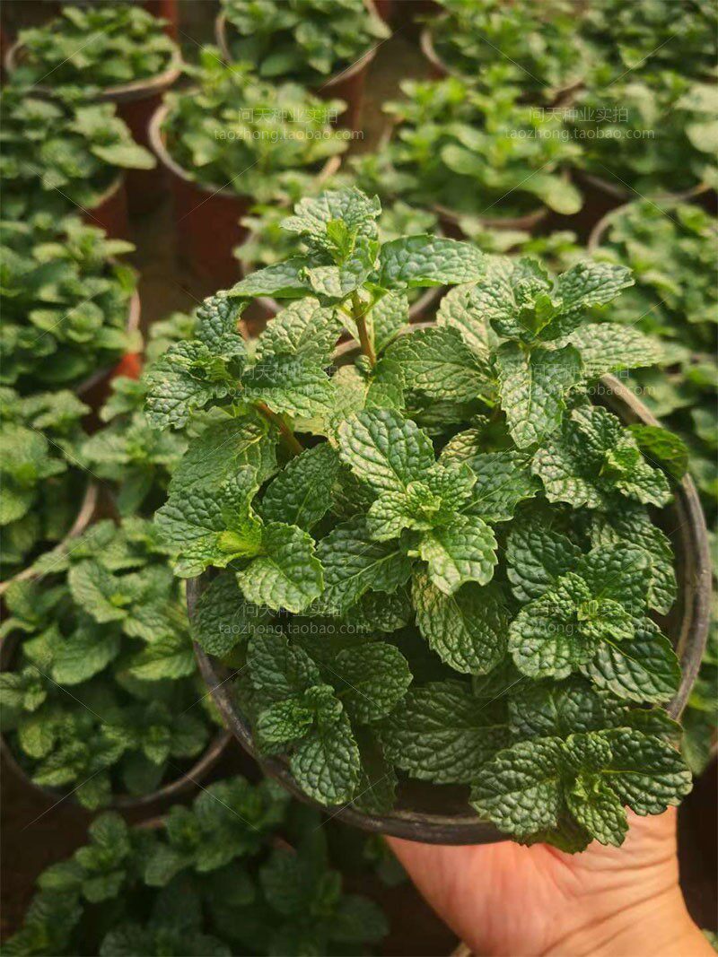 食用进口花苗留兰香薄荷花卉盆栽新鲜可食用泡茶绿植