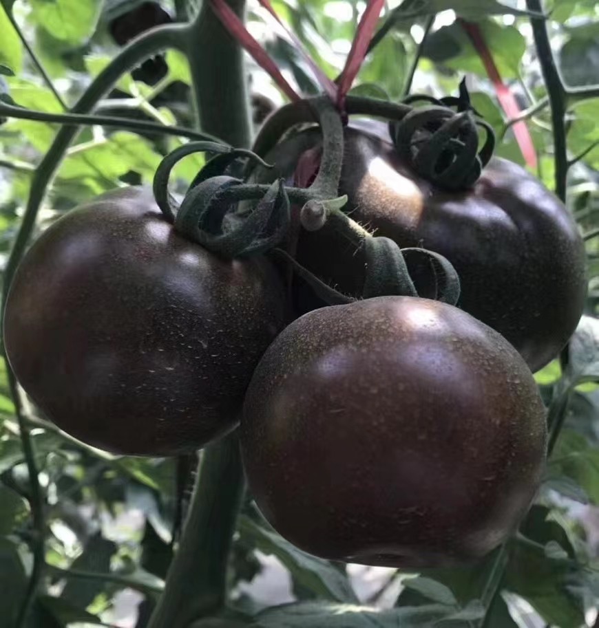 种子黑色草莓番茄南非铁皮柿子多汁水果西红柿家庭园艺种子