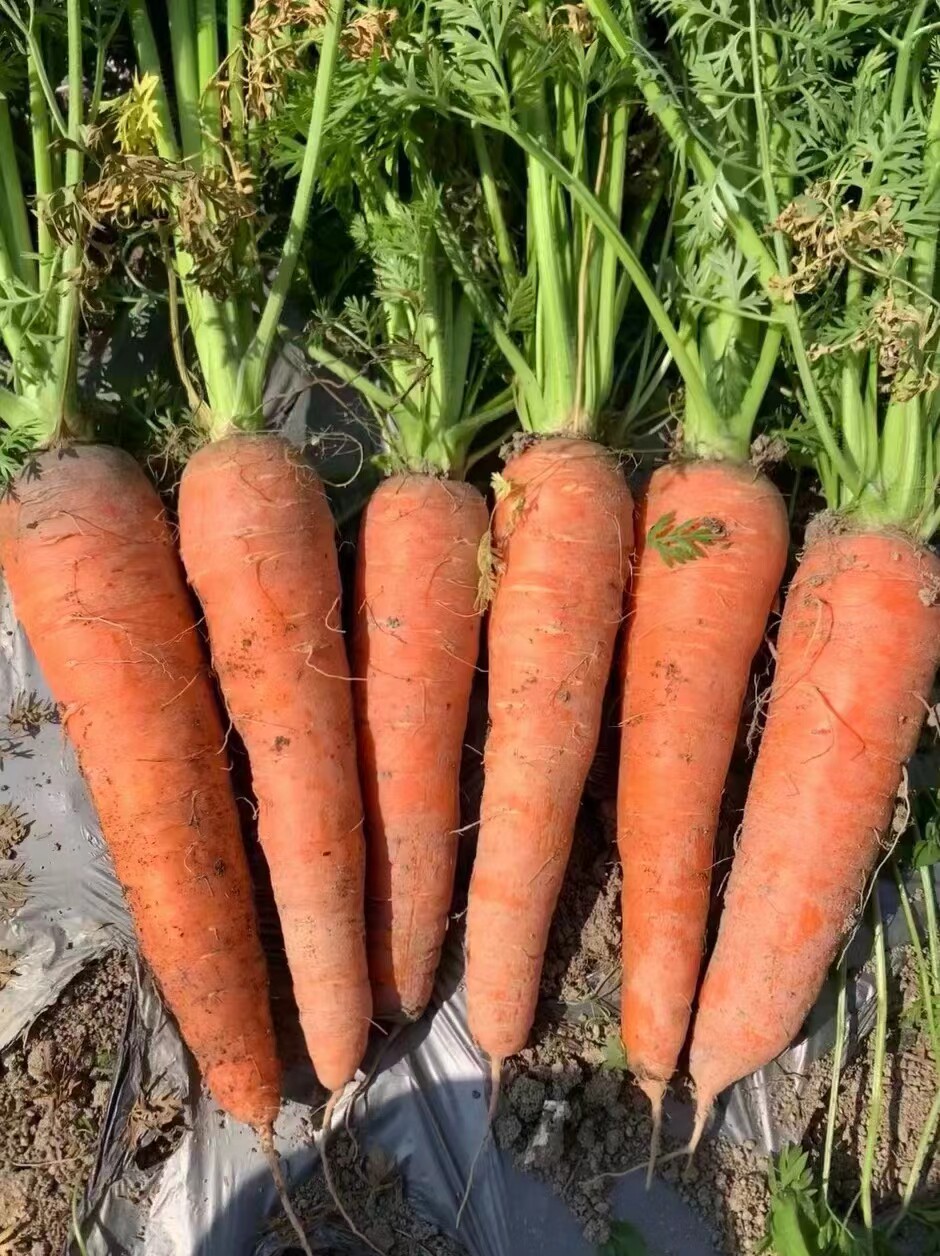 种子高产玫瑰红胡萝卜厘米以上口感好甜度蔬菜籽种家庭园艺种子