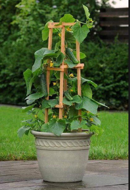 寿光蔬菜口感高产无刺荷兰8316水果黄瓜种子家庭园艺种子