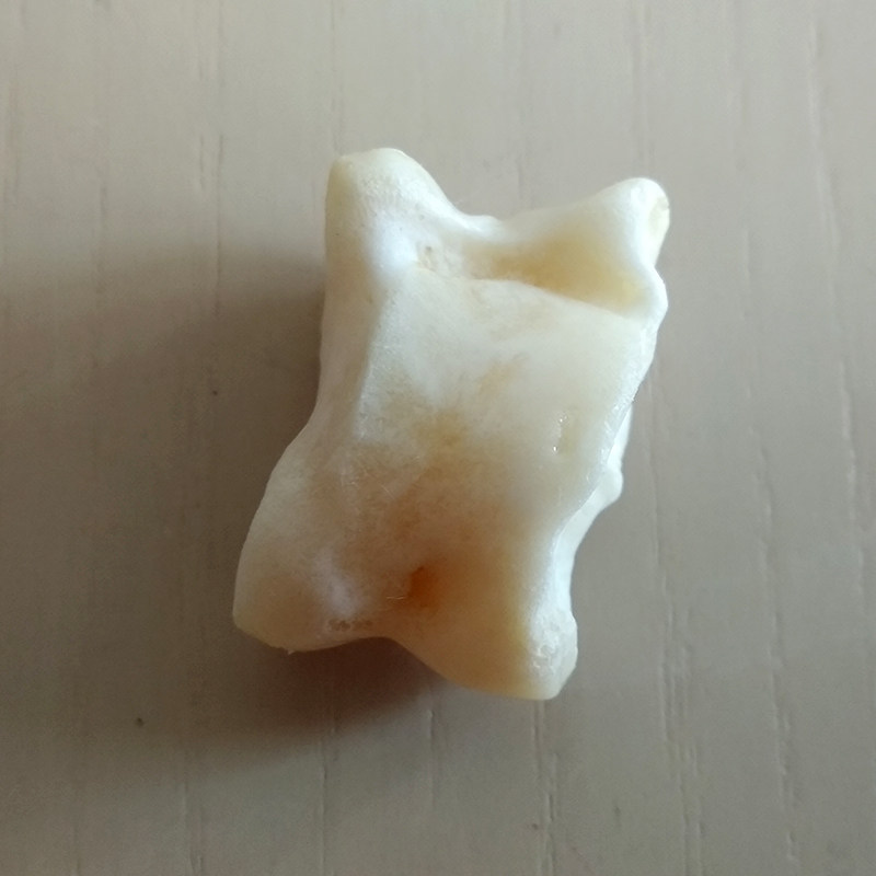 单个羊嘎拉哈真羊骨头子儿天然传统怀旧小时候童年多米诺骨牌