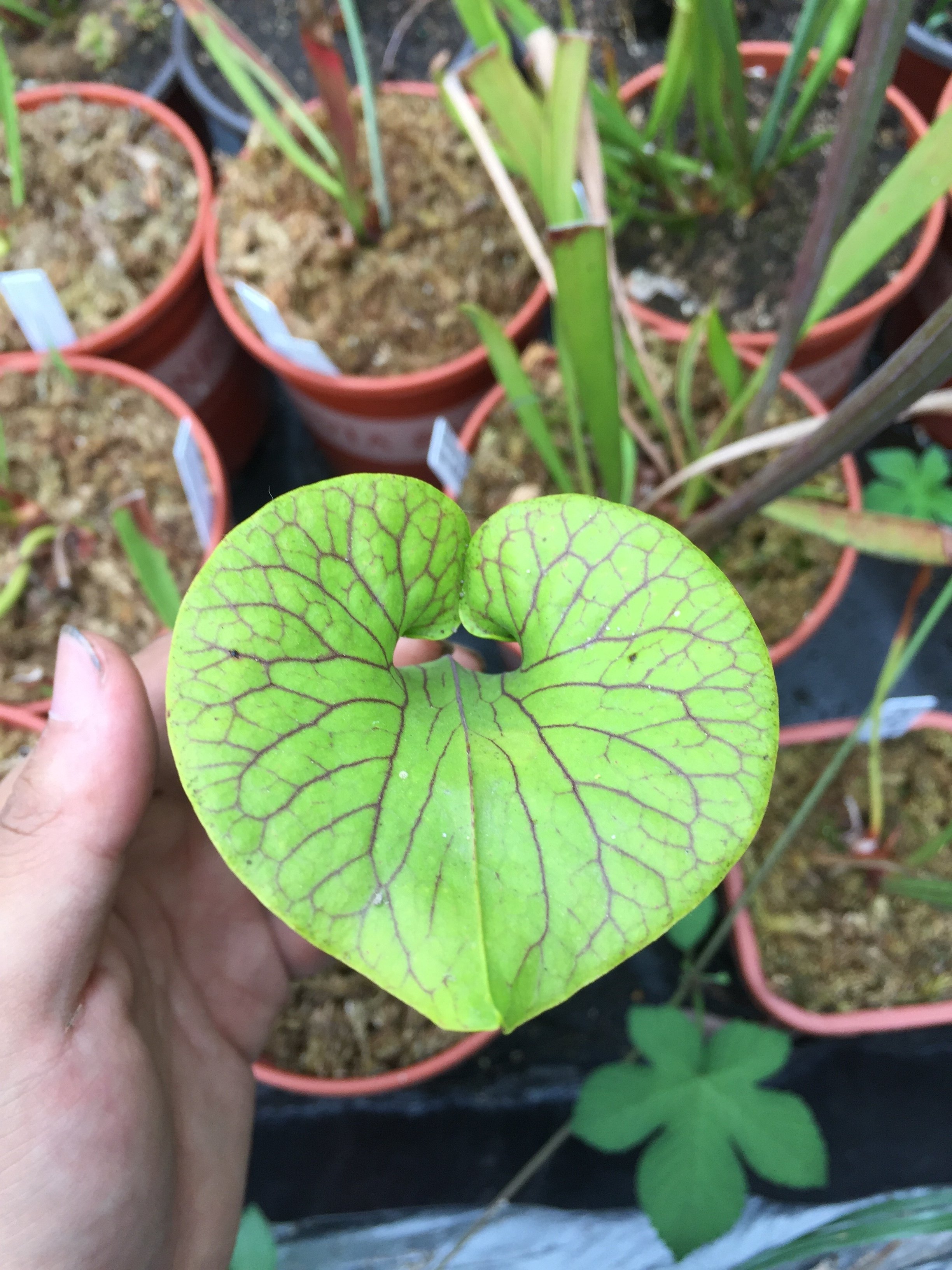 食虫植物-超级华丽种子(自交和交种)捕蝇草盆栽食虫草猪笼草
