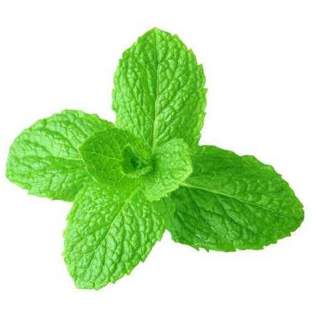 椒样薄荷单方精油提神醒脑改善黑头清洁毛孔香薰精油