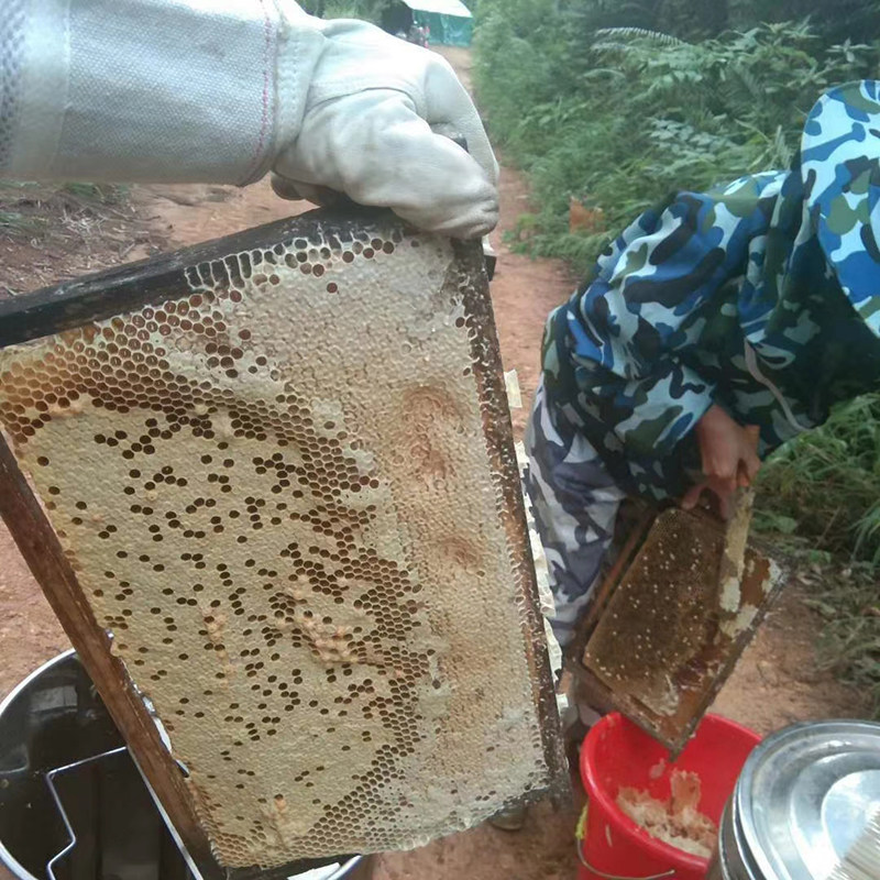 山乌桕蜜农家自产野生土蜂蜜解酒孕妇儿童蜂蜜成熟原蜜500g