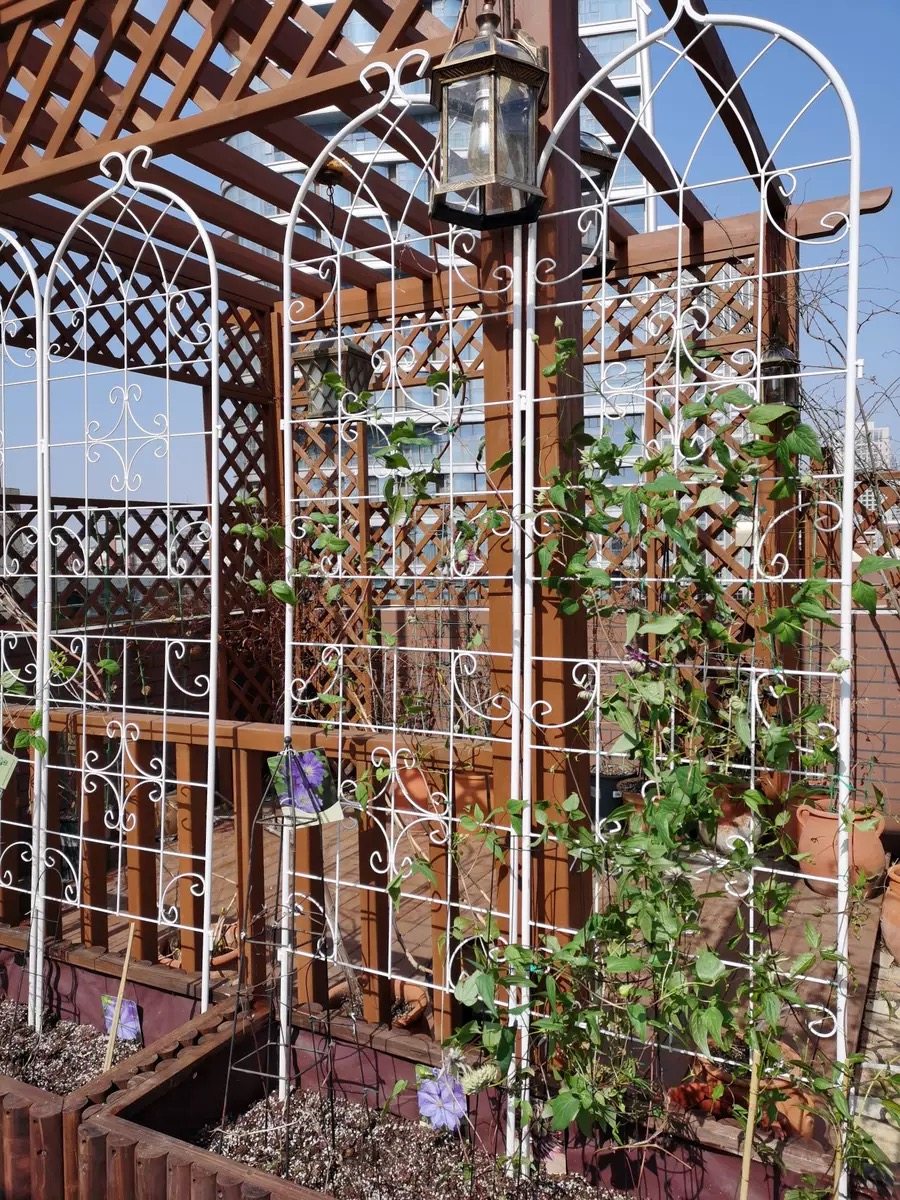 支架网格屏风靠墙架子月季铁线莲藤架爬藤22米花架