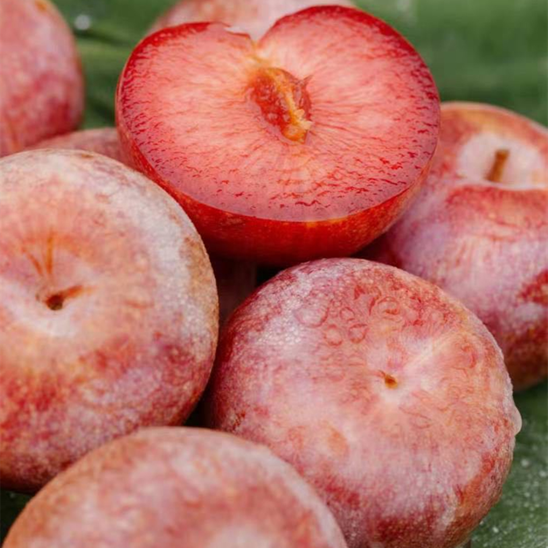 新疆正宗喀什恐龙蛋红心红肉李子当季水果净重李子