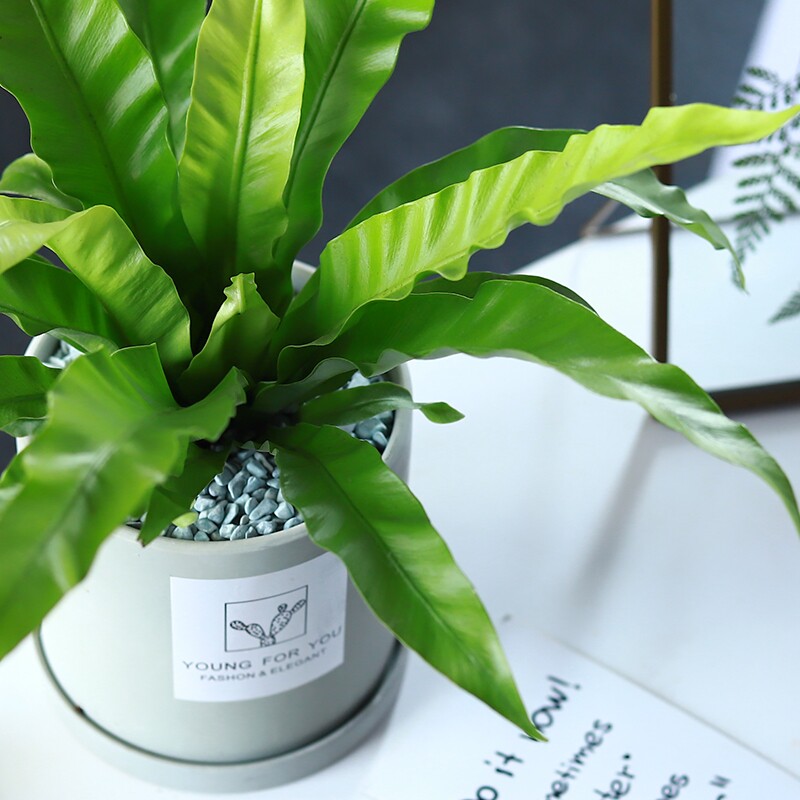 心森阔叶鸟巢室内植物办公室桌面盆栽绿植盆景绿植