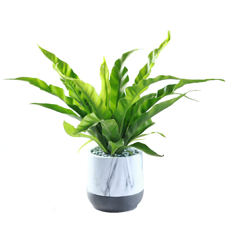 心森阔叶鸟巢室内植物办公室桌面盆栽绿植盆景绿植