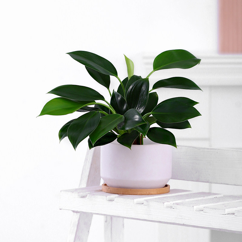 心森岚绿公主水培招财植物室内桌面办公室绿植绿植