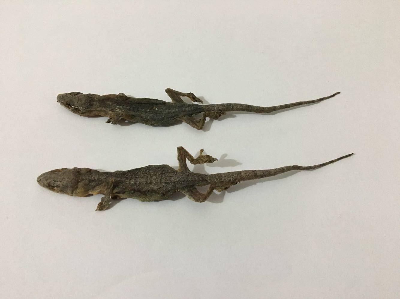 壁虎中药材 天龙壁宫 壁虎干 药用守宫 完整可打粉100克 包邮