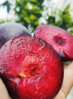 顺丰3 /5斤礼盒装澳洲红宝石李子