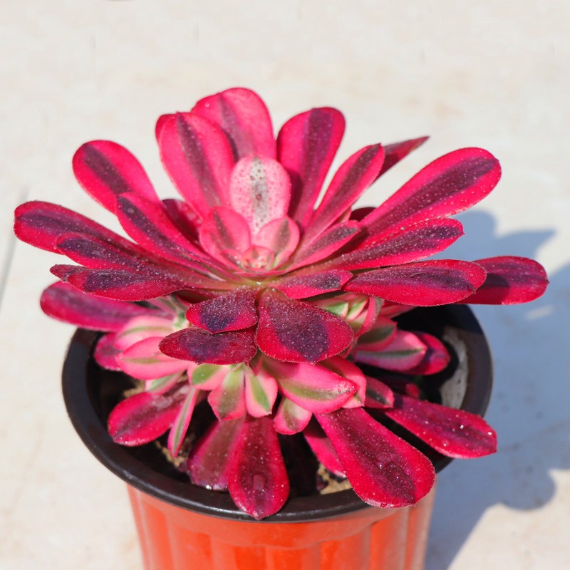 多肉植物红覆轮万圣节翡翠嘉年华铜壶羊绒美杜莎玫瑰多肉植物