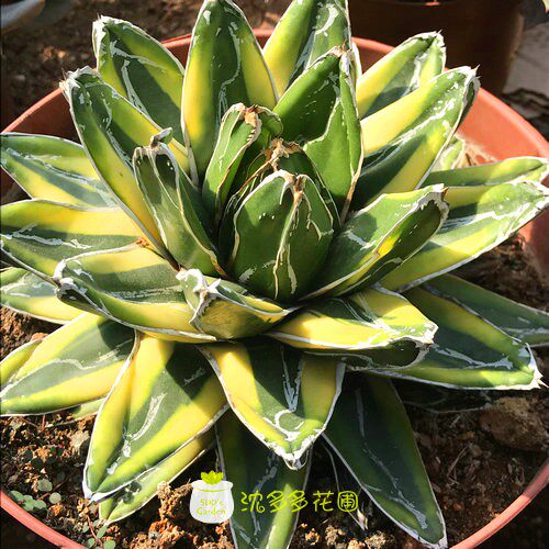 进店购买淑华温馨小店世之雪锦 龙舌兰科 辉山多肉植物笹之雪锦 庭院