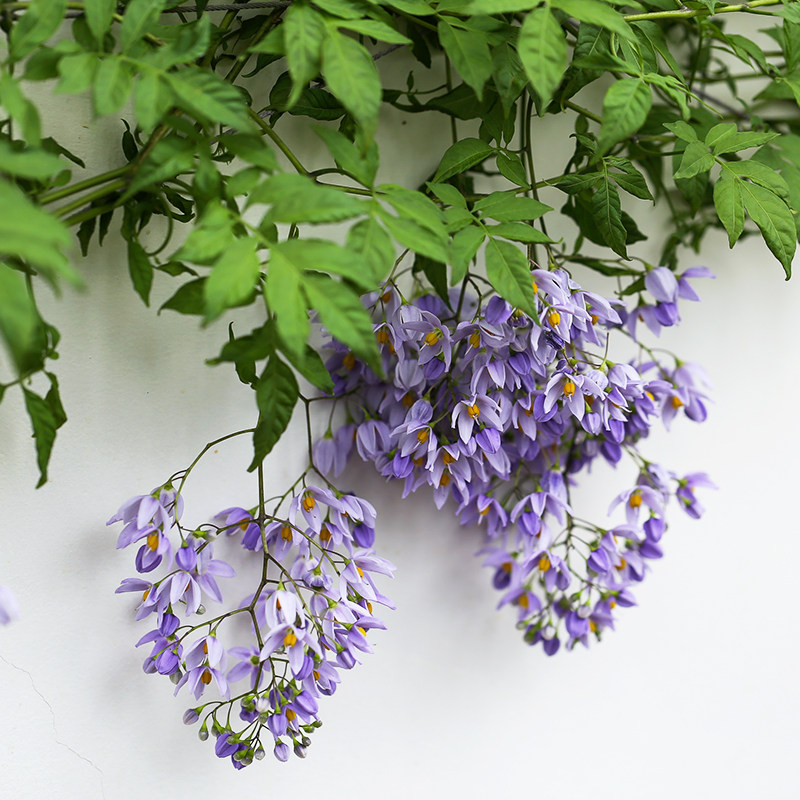 raymin蓝紫色攀援花卉耐热多年生藤本植物观花果种苗花卉